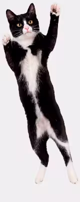 Это фотография довольной кошки, а может кота!